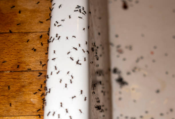 Best Affordable Pest Control Services  in Olmos Park, TX