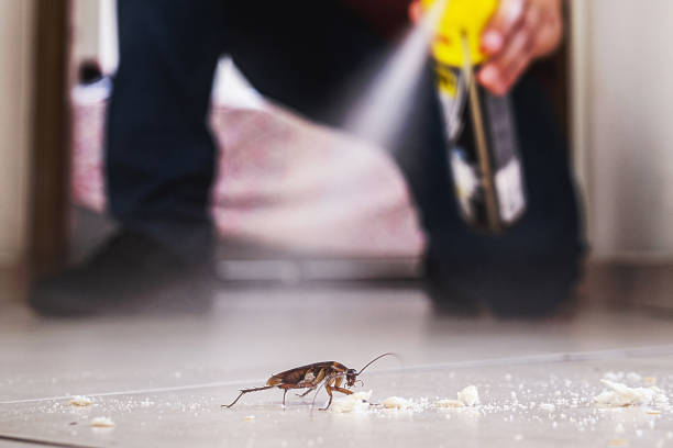 Best Bed Bug Extermination  in Olmos Park, TX
